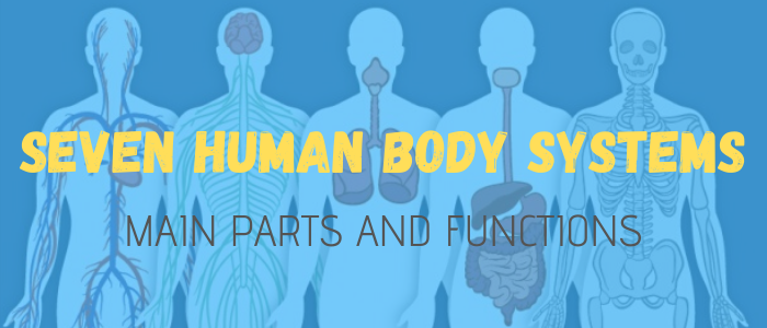 7 Body Systems Functions And Parts Juicy English